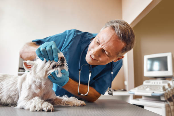 Best Weekend Emergency Dentist in Wadsworth, IL